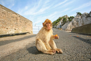 Babary Ape On The Top Of The Rock Of Gibraltar
