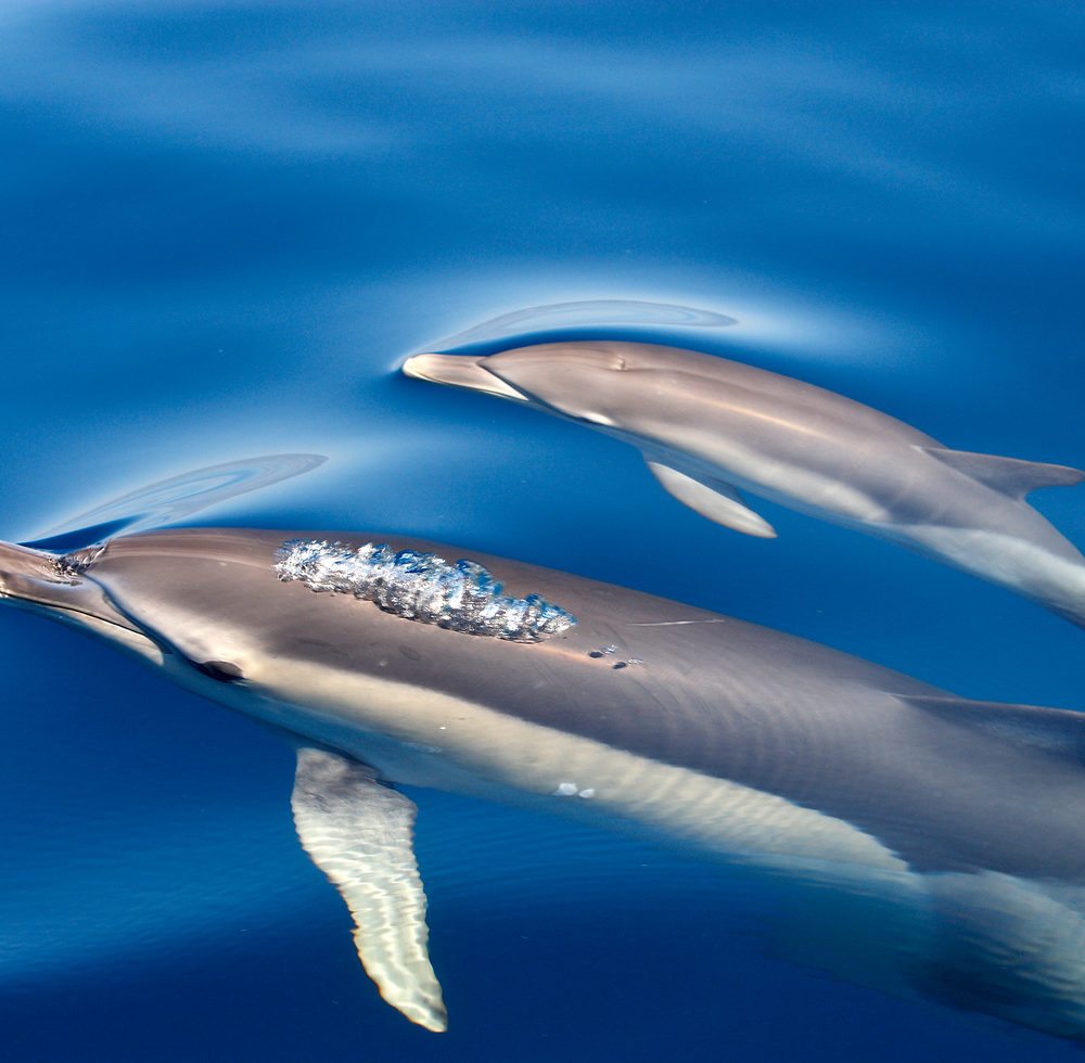 Short Beaked Common Dolphin