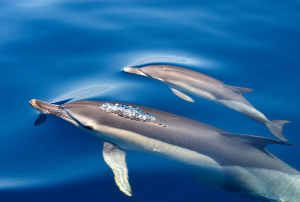 Short Beaked Common Dolphin